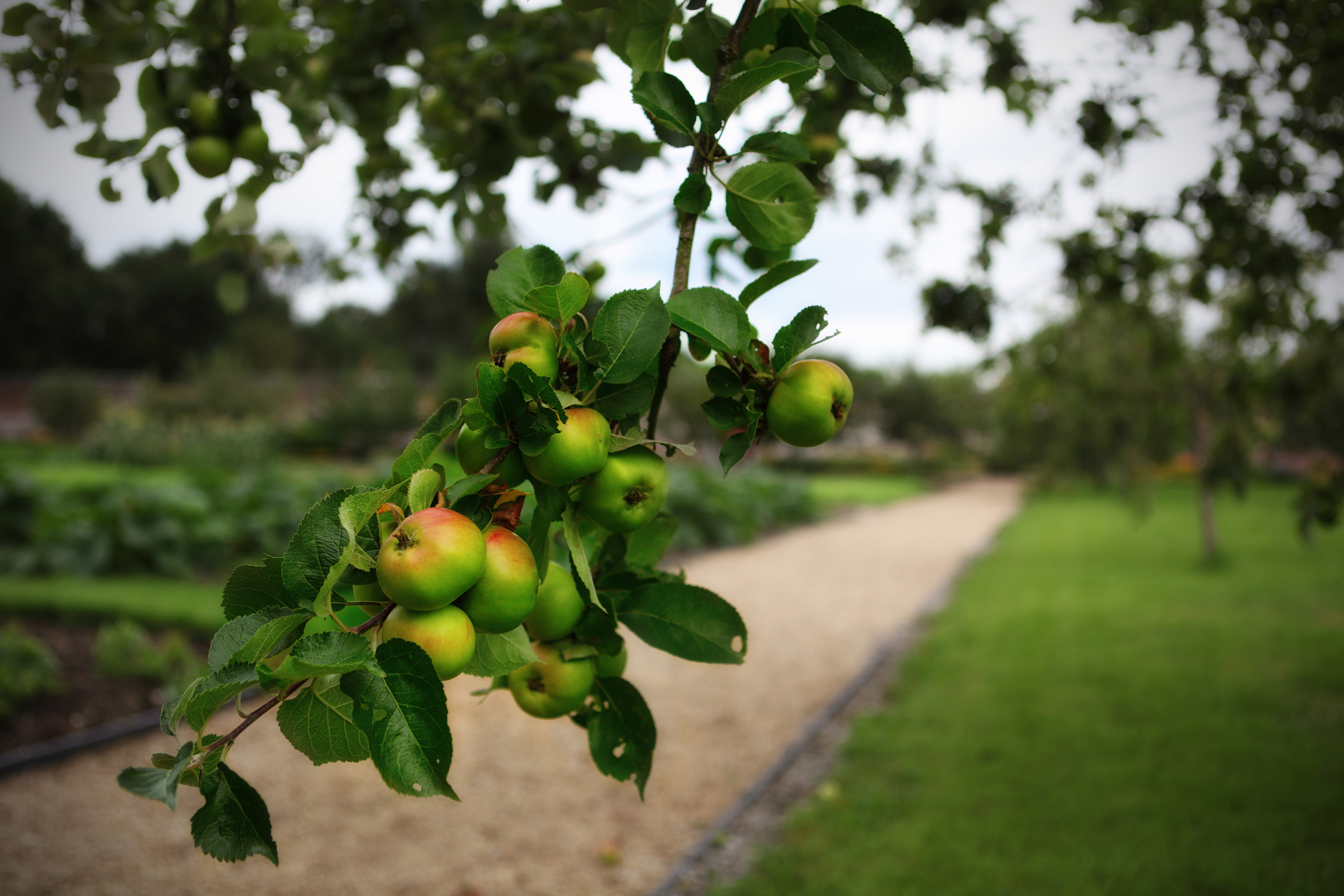 pick-the-low-hanging-fruit-smith-county-memorial-hospital